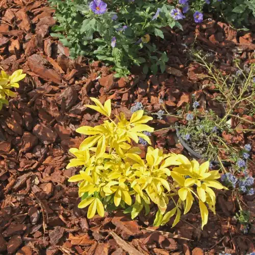 Bêchage griffage paillage